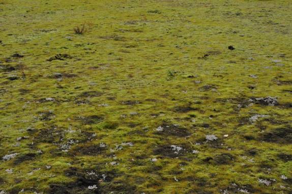 O musgo é a primeira vegetação a ocupar o terreno deixado para trás pela Medenhall Glacier, em Juneau, a capital do Alaska
